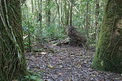 Golden Bowerbird